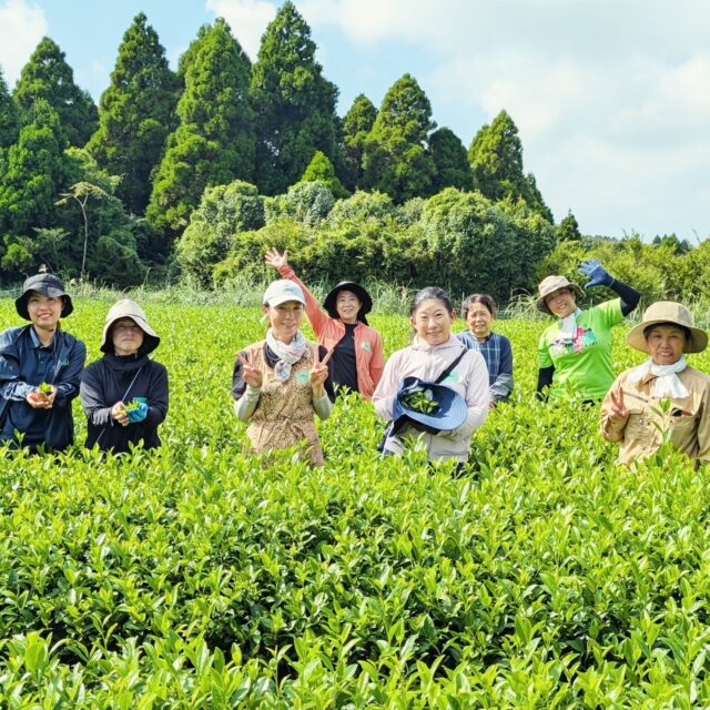 【茶摘み体験＆試飲会＠坂本茶業】

農業体験会の2回目、坂本茶業での茶摘み体験を実施しました！
@poweful.lovekun.712b

💛農業のお手伝い体験（茶園の落ち葉拾いと草取り）
💛茶摘み
💛新芽の天ぷら作り
💛試飲会（緑茶、ウーロン茶、紅茶、棒ほうじ茶）
💛紅茶づくり体験
💛茶工場見学

盛りだくさんの体験会！
「種子島でお茶を作っているということを知ってほしい」という坂本さんから、フルコースの体験をさせていただきました。
同じ葉っぱから七変化するお茶の魅力に、みなさんすっかりハマってしまったようです♡

紅茶づくりでは、乾燥させておいたお茶の葉を、ひたすら手ですりつぶしていくのですが、これがなかなか体力のいる作業でした。

普段飲んでいる「お茶」ですが、参加者のみなさんに少しでも生産現場を知っていただくことができたのなら幸いです。

お茶の繁忙期は3月～5月頃。今回の体験をきっかけに、お茶農家さんへお手伝いに来て下さると嬉しいです…！

坂本茶業のお二人、ご参加いただいたみなさま、ありがとうございました！

#農業体験 #お茶 #茶農家 #茶摘み体験 #種子島 #西之表