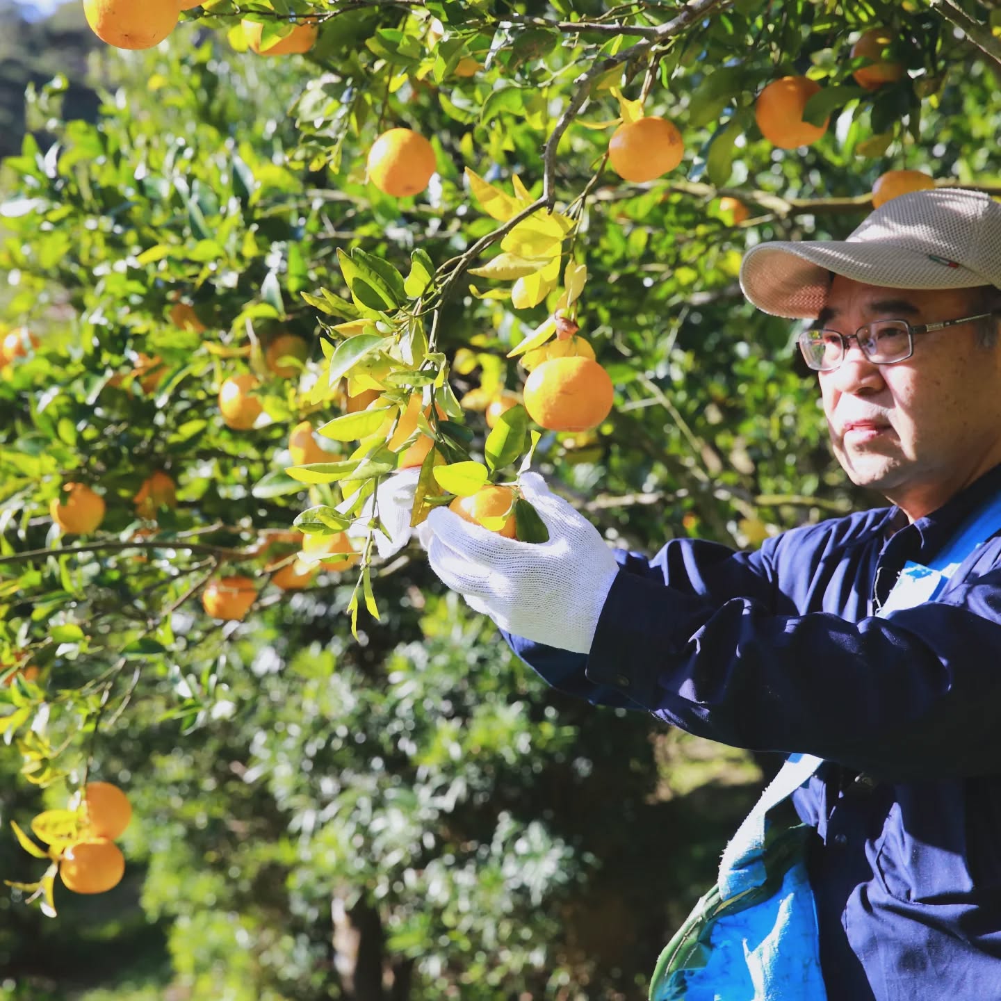50年除草剤不使用の畑でつくるぽんかん

長田農園のぽんかん、今年の販売スタートしました！

50年間、除草剤を使っていない畑はなかなかありません。
フカフカな土と、長田さんのきめ細やかな栽培管理で、今年も美味しいぽんかんが出来上がりました。

ぜひ、ご賞味ください✨️

のっちーよオンラインショップで販売しています！
リンクはハイライト「shop」にURL貼り付けています😊

#種子島
#ぽんかん
#50年除草剤不使用
#平山みかん