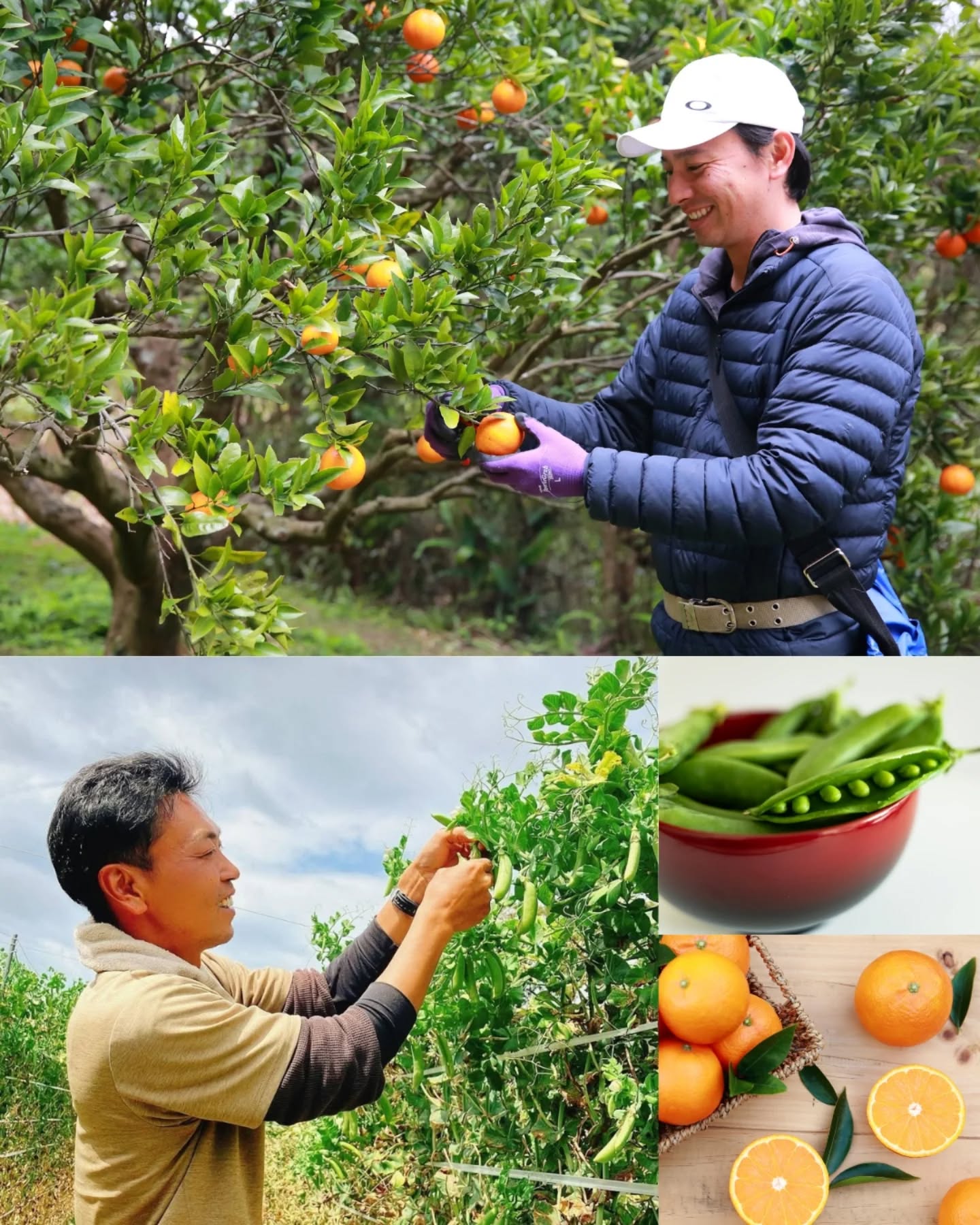 しんさくさんのタンカン、ゆたかさんのスナップエンドウ、販売中です♪

ただいま、春休みのECOFF村おこしボランティア受け入れ中です！
今までに300名以上の受け入れをしてきましたが、たくさんのボランティアの皆さんに手伝ってもらった、スナップエンドウやタンカンの作業。
夏の暑い日も、冬の寒い日も、収穫以外にも様々な作業がありました。
春の陽気と共に、それぞれ収穫期を迎えています！

今年はどちらも出来が良く、ヒヨドリ被害もなく順調に収穫しています。

ぜひ、ご賞味ください😊

ハイライト「shop🛒」のリンクから飛べます！

#タンカン #スナップエンドウ #種子島 #農家とつながる #のっちーよ種子島
