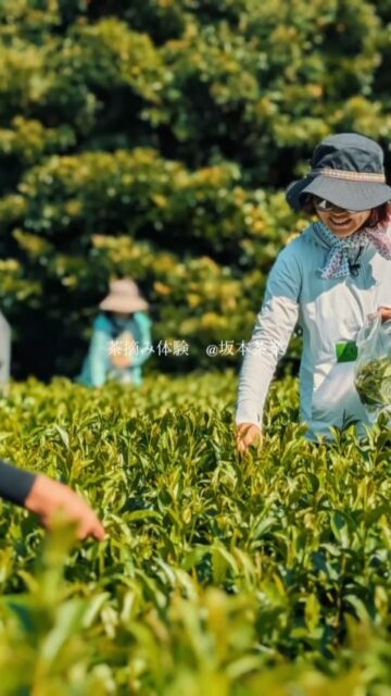 のっちーよ農縁体験「茶摘み体験」🍵

10月6日（火）、西之表市古田の坂本茶業さんで茶摘み体験を開催しました。
秋晴れの下、10名の方にご参加いただきました☀️

茶畑での茶摘みに始まり、摘みたて茶葉の天ぷら作り、紅茶作り、そしてお茶の飲み比べまで、盛りだくさんの2時間でした🌱
ざるの上で茶葉を手で揉む紅茶作りでは、みなさん真剣な表情。天ぷらは「おいしい！」の声があちこちから上がっていました😋

ご参加くださった皆さん、そして茶畑を開放して丁寧に教えてくださった坂本茶業の皆さま、ありがとうございました🙏

今後も島の農業と出会える「農縁体験」を企画していきます。どうぞお楽しみに！

#のっちーよ農縁体験 #茶摘み体験 #紅茶作り #坂本茶業 #農家さんと繋がりたい