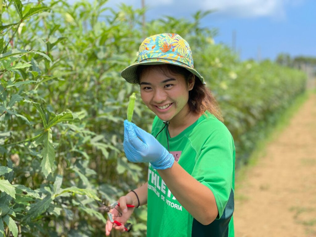種子島　野菜の収穫体験