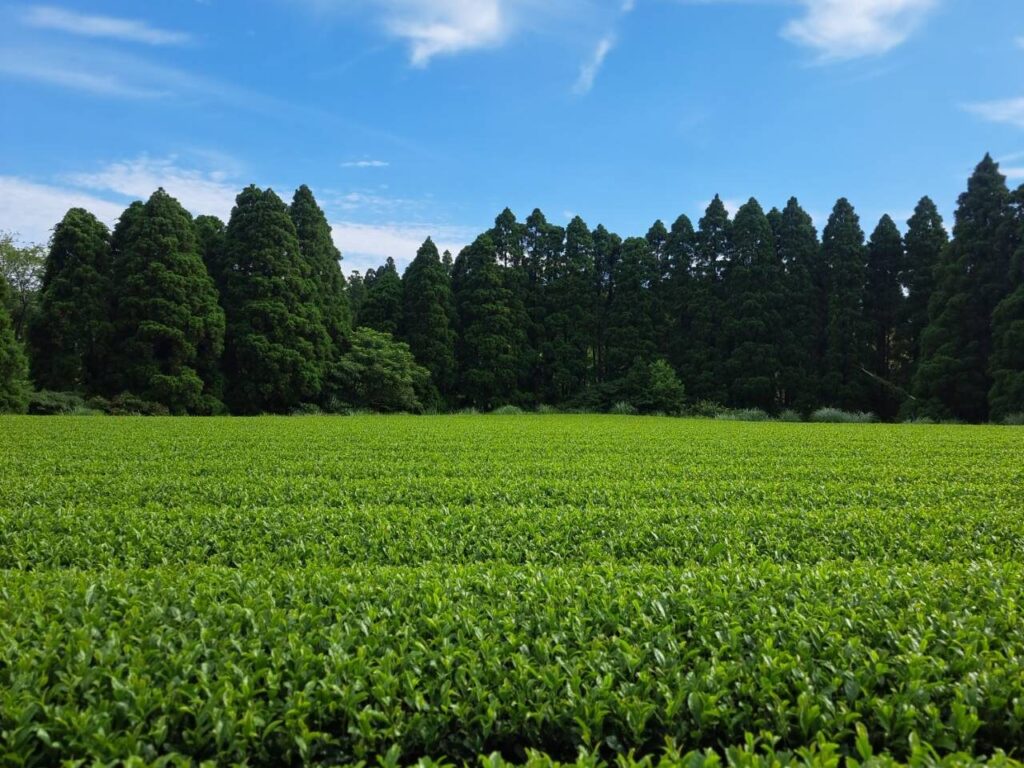 坂本茶業の茶畑