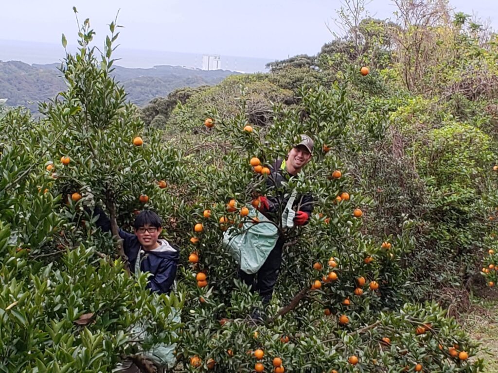 タンカン収穫
