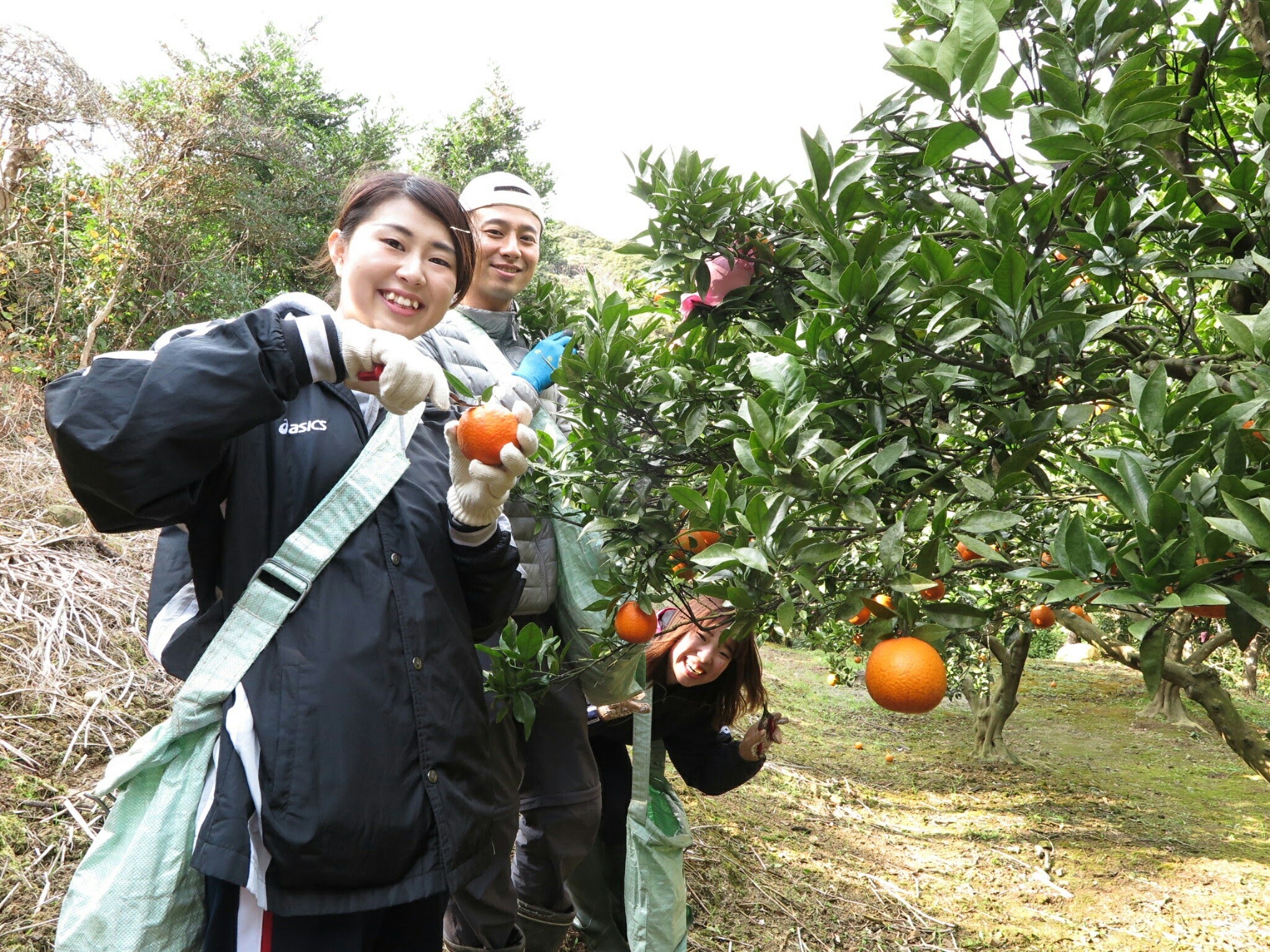 タンカン収穫