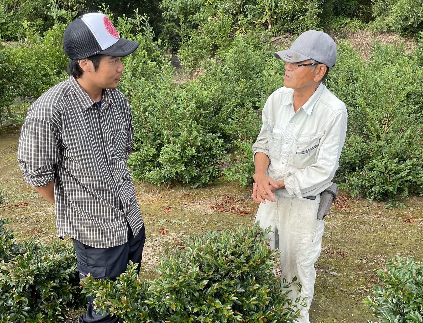 農業体験ひさかき