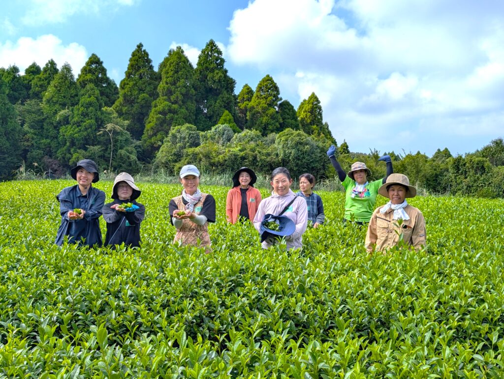 茶摘み体験